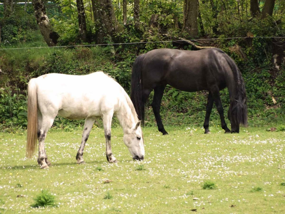 Une Roulotte Et Des Chevaux Treffléan Exteriör bild
